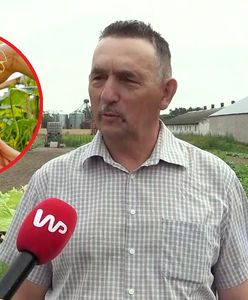 Po ogórki przyjeżdżają tu ludzie z całej Polski. Rolnik z Wielkopolski zdradził sekret