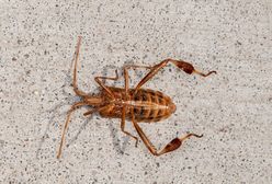 Wtyk amerykański wciska się do domów. Owad może ukłuć i cuchnąć