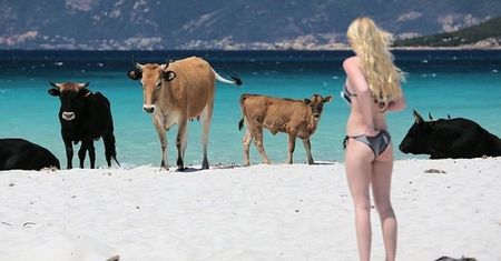 Uwaga turyści. Agresywne krowy na plażach w wakacyjnym raju