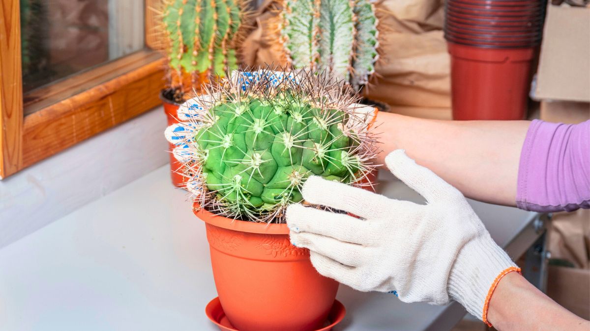 Kobieta w rękawiczkach przestawia kaktusa
