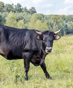 Ukradli spermę byka. Kolosalna wartość zwierzęcego nasienia