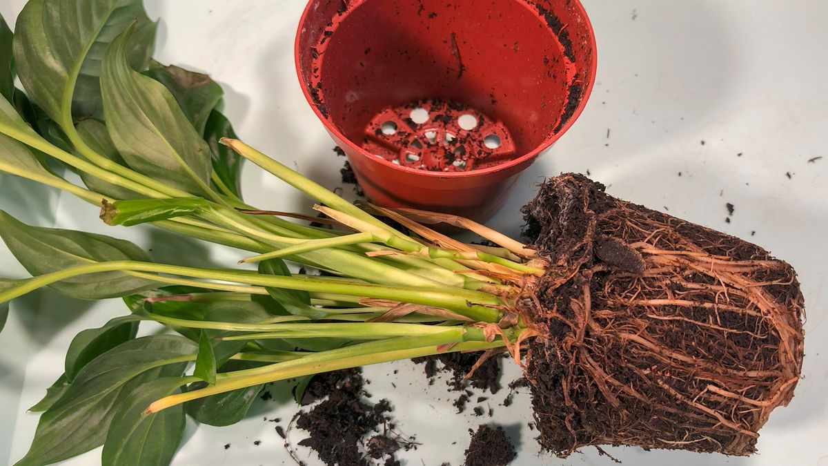 Przesadzanie skrzydłokwiatu