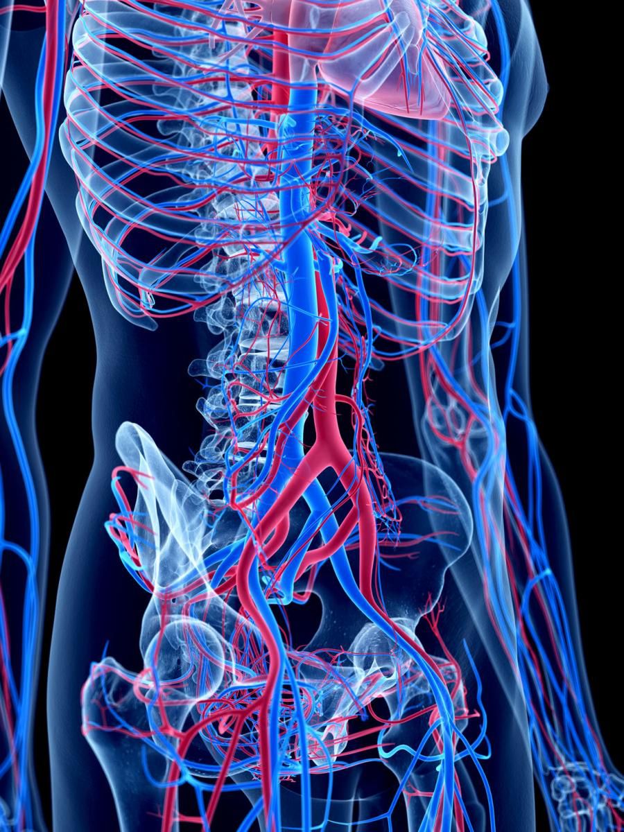 Aorta brzuszna rozgałęzia się na tętnice biodrowe
