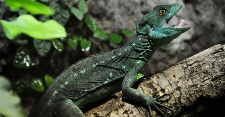 Basilisk – nowa przeglądarka twórców Pale Moon odpowiedzią na Quantum
