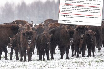 Trwa walka o podlaskie żubry. Leśnicy chcą zgody na odstrzał zwierząt, ekolodzy protestują