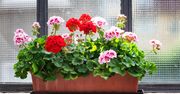 Jak przechowywać pelargonie zimą? O tym musisz pamiętać