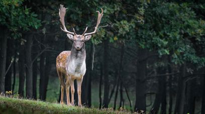 Nie wiesz, jak reagować na zwierzęta w górach? TPN informuje