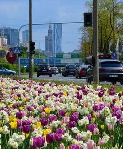 Warszawa wiosną ponownie rozkwitnie. "Pojawi się też ozdobny czosnek"