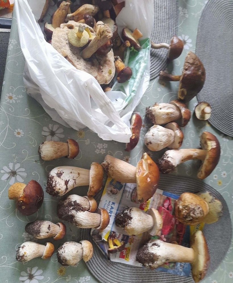 Efekt grzybobrania - pełna siatka grzybów