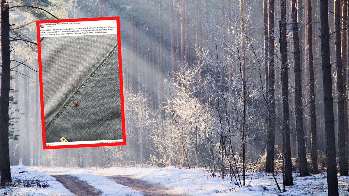 Nadleśnictwo Włoszakowice ostrzega ws. kleszczy.