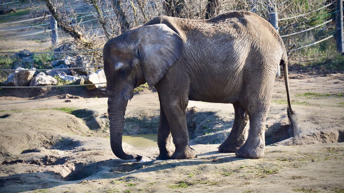  Smutny dzień w poznańskim zoo – odeszła słonica Kinga