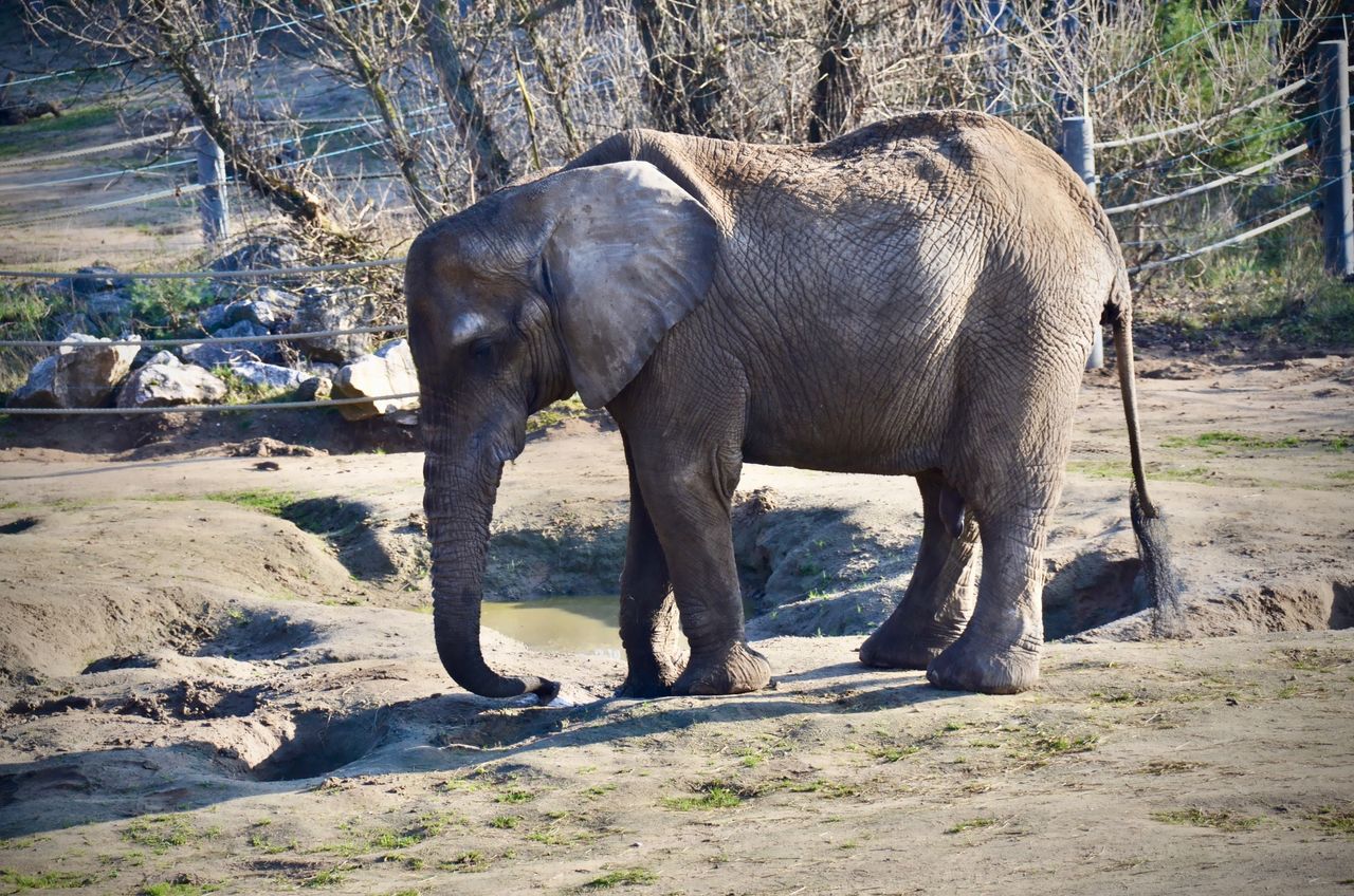 Dramat w poznańskim zoo. Nie żyje słonica Kinga