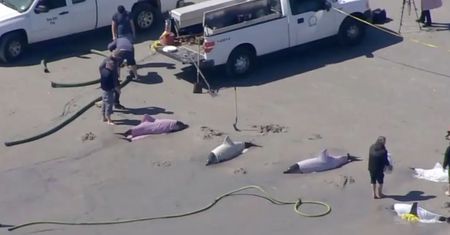 Fala śmierci delfinów. Nikt nie wie, dlaczego umierają