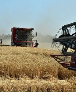 Masz kombajn? Rolnicy szukają ludzi. Oto stawki za koszenie