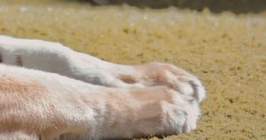 Jakie zwierzę jest na zdjęciu? 