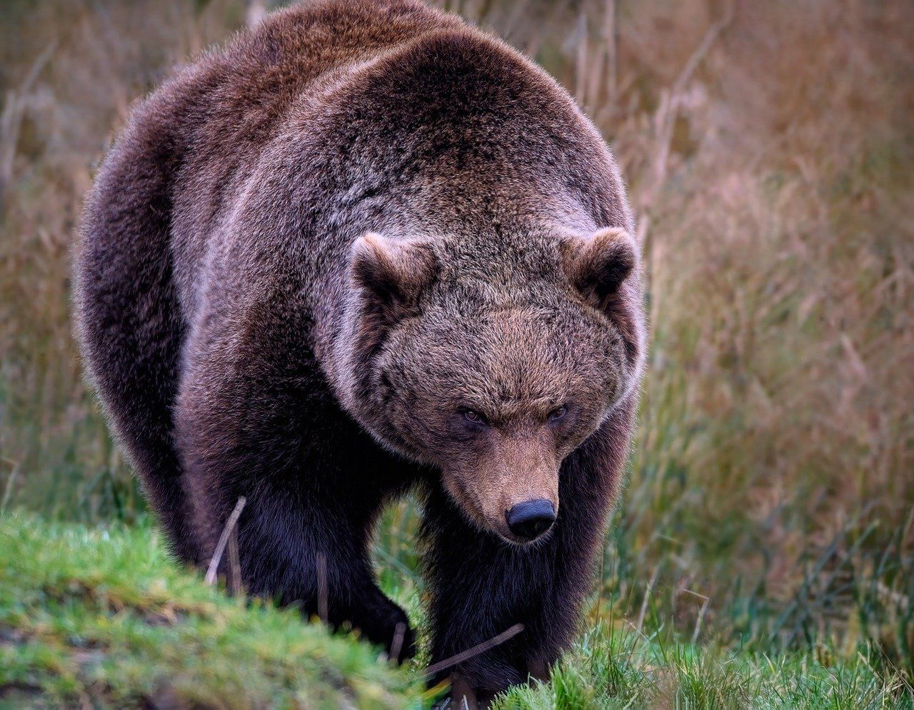 A man was riding a bicycle through the forest when he encountered a bear. He defended himself in an unusual way.