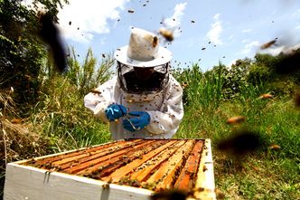 Pszczelarzowi zalali ule ropą. Pomoc przyszła z zaskakującego miejsca