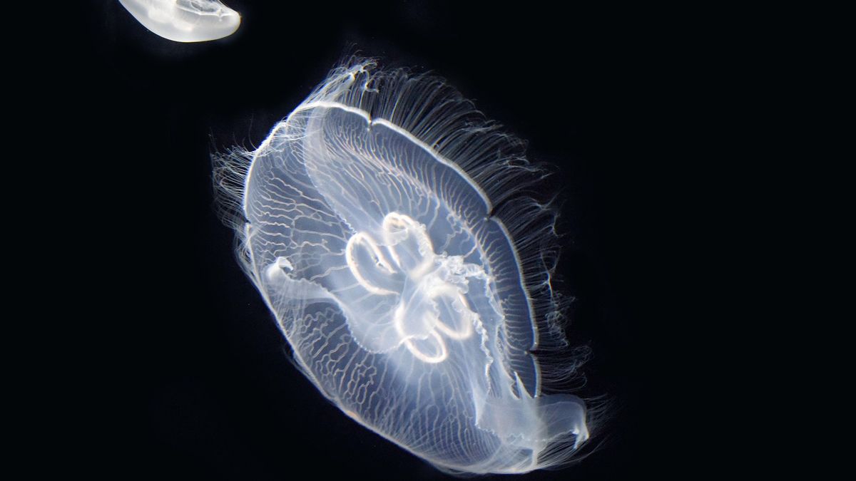 Tajemnice długowieczności – które zwierzęta żyją najdłużej?
