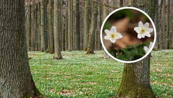 Polska "Dolina Kwiatów". Ruszył spektakl, na który niektórzy czekali cały rok!