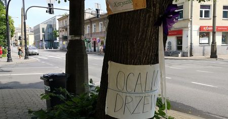 Lublin: Mieszkańcy ul. Lipowej nie dali za wygraną i powstrzymali wycinkę drzew
