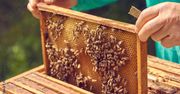 Miód z koksowni? W Bytomiu powstała pasieka przemysłowa. To część ekologicznej przemiany zakładu