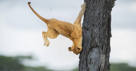 Zdjęcie niezdarnego lwiątka wygrało konkurs fotograficzny. Zabawnych kadrów jest więcej!
