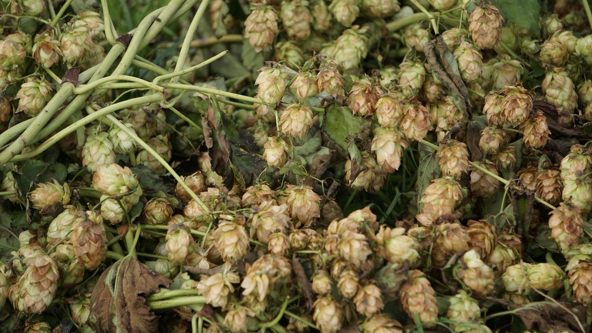 Chmiel to źródło zdrowia, a jego pędy to niedoceniany przysmak