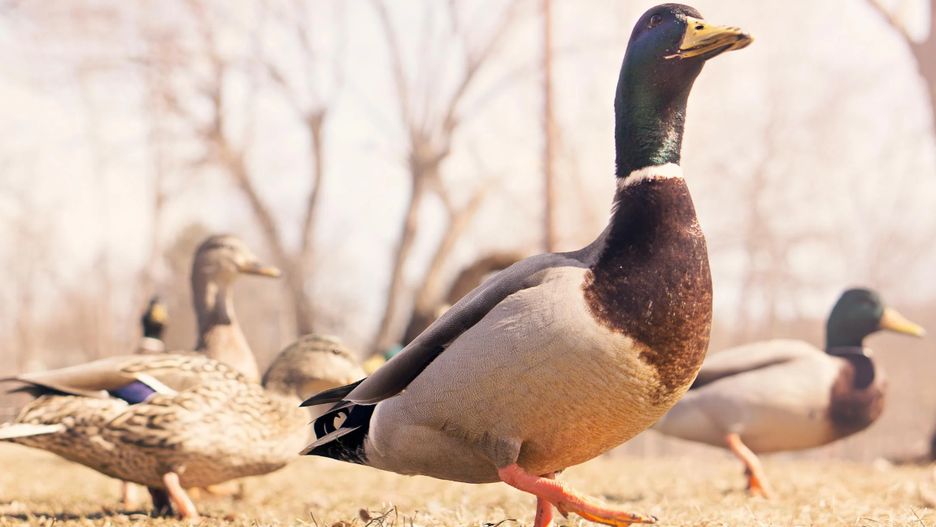Cztery ministerstwa nie chcą zakazu strzelania do ptaków.