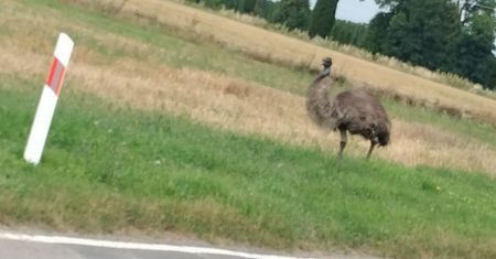 Emu na gigancie. Ptak uciekł z gospodarstwa w Ludwikowie i wiedzie spokojny żywot, krążąc po okolicy