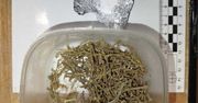 Warszawa: Kokaina w kieszeni i marihuana w mieszkaniu