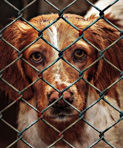 Warszawa. Konflikt w Schronisku "Na Paluchu". Będzie kontrola