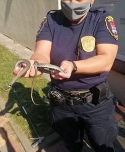 Płock. Po podłodze pełzał wąż. Postrach w biurze