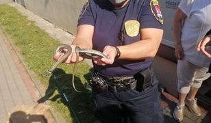 Płock. Po podłodze pełzał wąż. Postrach w biurze