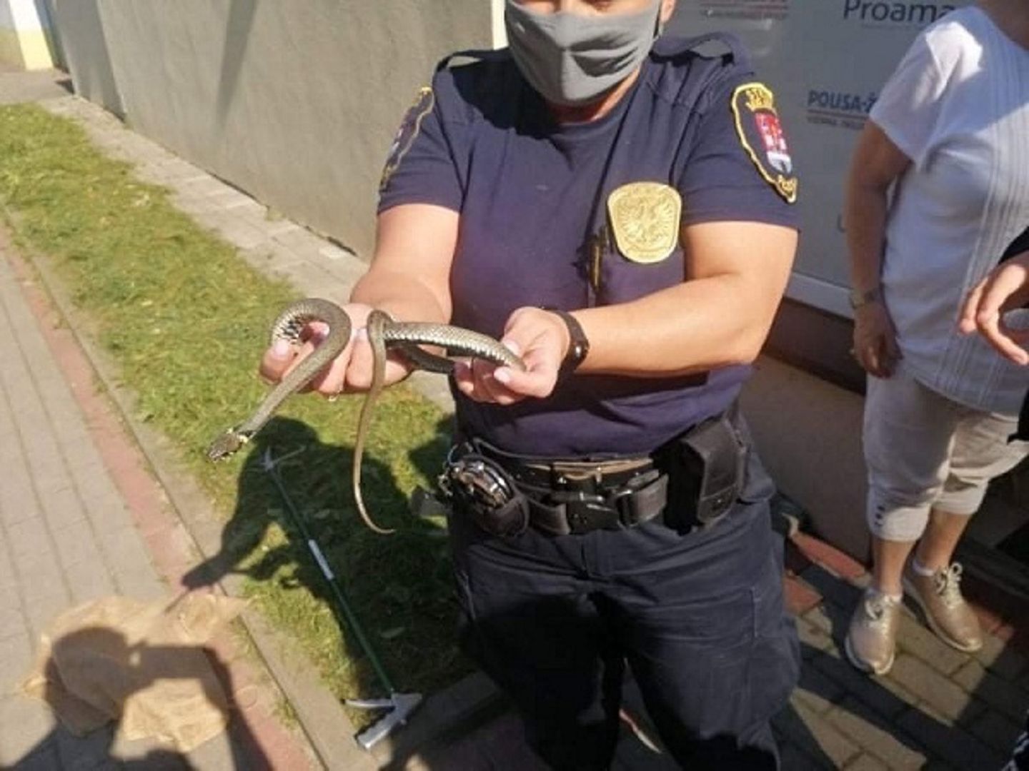Płock. Po podłodze pełzał wąż. Postrach w biurze