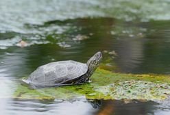 Żółw na śmietniku. Problem z nietrafionymi żywymi "prezentami" pod choinkę