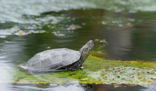 Żółw na śmietniku. Problem z nietrafionymi żywymi "prezentami" pod choinkę