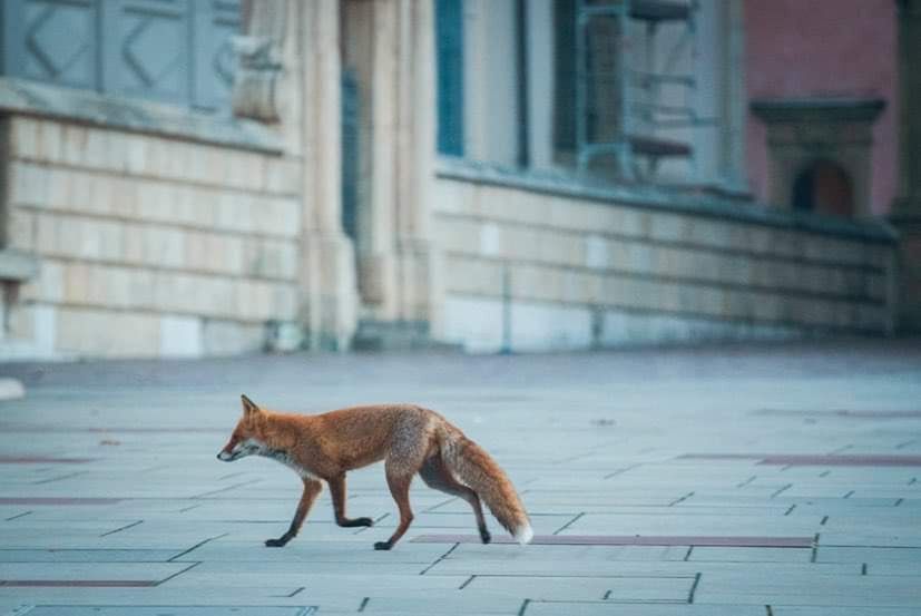 Nietypowy gość sfotografowany na Wawelu. "Spryciarz"