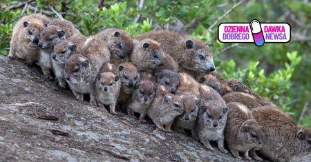 Nowe maluchy w zoo w Warszawie. Krewni słoni i ich dziwne sekrety