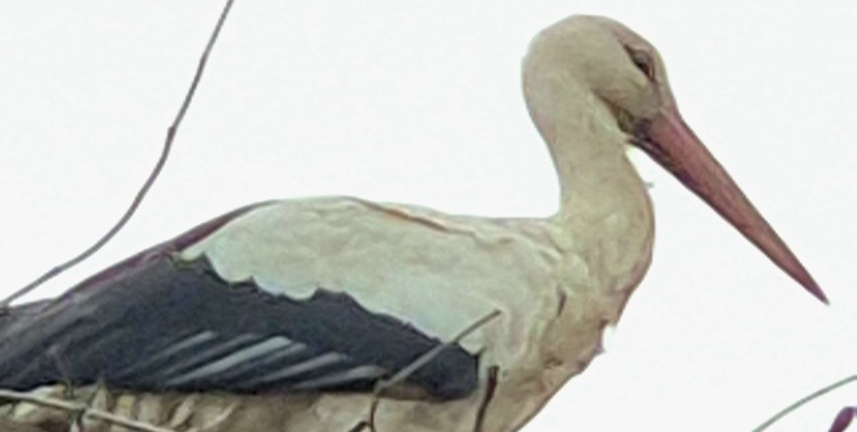 Aleksandrów Kujawski: Bocian Wojtek został. Gościnnym mieszkańcom skradł serca