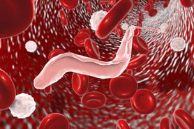 Objawy, które wskazują na obecność pasożytów (WIDEO)