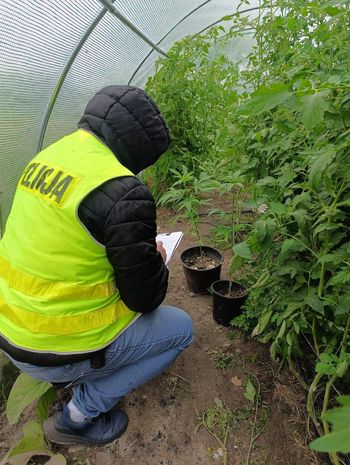 Białobrzegi: Policjanci z odkryli plantację konopi indyjskich