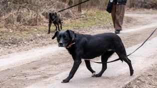 Konin: Przedwielkanocne spacery z psiakami. Merdające ogony wokół schroniska