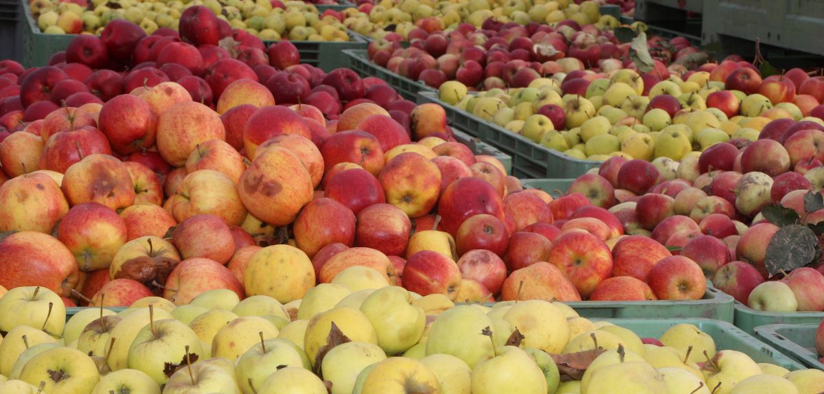 Listopadowe stawki w skupach jabłek. Sytuacja surowcowa 2025
