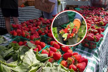 Kupujesz truskawki rano? To może być błąd. Sprzedawcy zdradzają