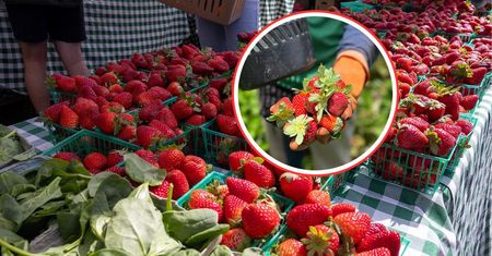 Kupujesz truskawki rano? To może być błąd. Sprzedawcy zdradzają