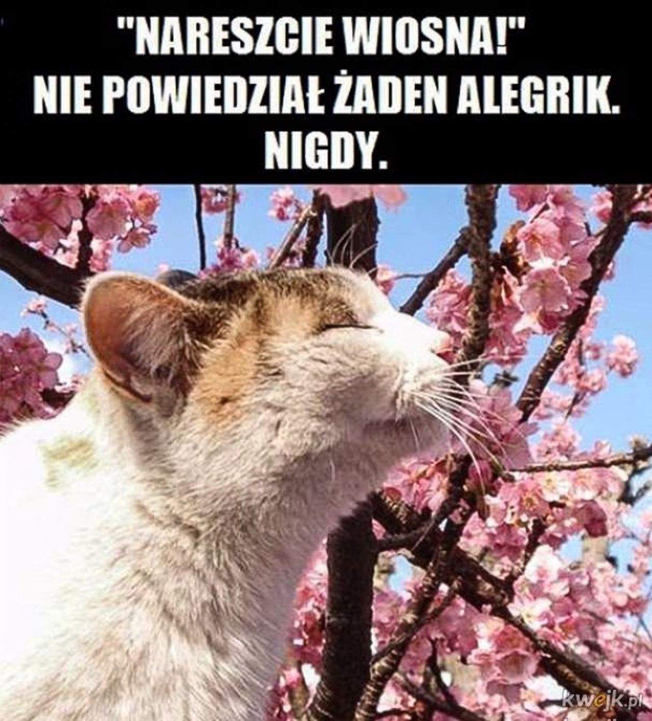 Alergicy, trzymajcie się!