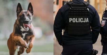 Trzy psy zagryzły 46-latka. Zwierzęta miały pracować w policji?