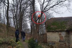 Uciekał przed policją. Wszedł na dach, później na drzewo