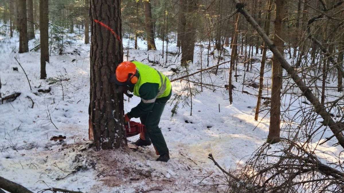 Zimowe dokarmianie zwierząt w lasach