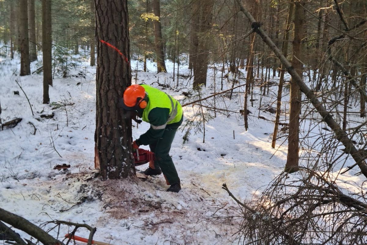 Pojawili się z siekierami. Zrobili im zdjęcia. Leśnicy tłumaczą